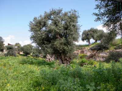 ...che ci conduce nella verdeggiante lama dove secolari ulivi, fiori ed erbe spontanee compongono un �dipinto� rurale davvero suggestivo